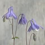 早池峰オダマキ