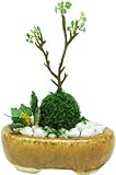 プラッツ 1/12 THE BONSAI 小判寄せ植え【茶】
