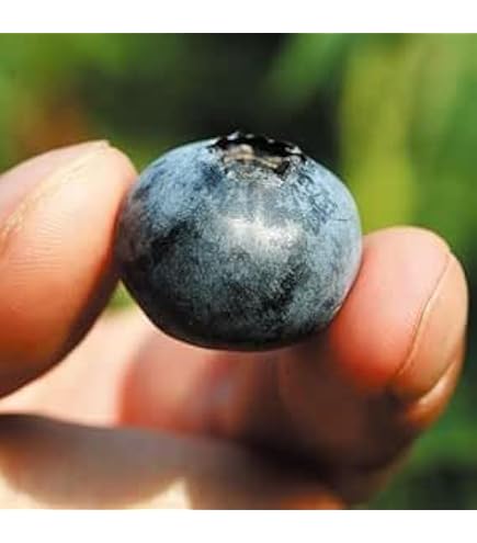 Amazon｜農薬不使用栽培 朝摘み生ブルーベリー 3キロ｜観葉植物