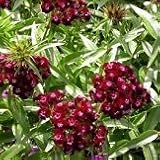 【宿根草】【耐寒性】　ダイアンサス　（ナデシコ）　ソーティー　2株セット　【花壇】【寄せ植え】