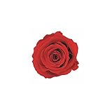 florever　フロールエバー　フレッシュルックメディアナローズ　チェリーレッド　8輪　Φ4～5cm　 プリザーブドフラワー　Mediana Rose　Cherry Red
