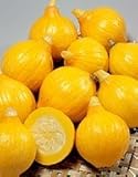 【カボチャ種子】フレッシュかぼちゃ　コリンキー　6．5ml袋　（サカタのタネ）