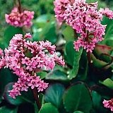 【耐寒性】【宿根草】ベルゲニア　ウインターグロー　（ヒマラヤユキノシタ） 2株セット　【イングリッシュガーデン】