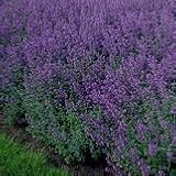 【宿根草】 キャットミント（ネペタ）　ウォーカーズロウ　2株セット　【イングリッシュガーデン】