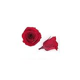 florever　フロールエバー　フレッシュルックベイビーローズ　チェリーレッド　12輪　Φ2.5～3.5cm　 プリザーブドフラワー　Baby Rose　Cherry Red