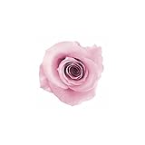 florever　フロールエバー　フレッシュルックスプレーローズ　ラベンダーピンク　8輪　Φ3.5～4.5cm　 プリザーブドフラワー　Spray Rose　Lavender Pink