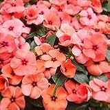 【花壇】　ニチニチソウ　（ビンカ）カクテリーナ　レッドアイ　2株セット　【コンテナガーデン】