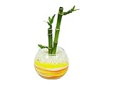 花市場直送便 ミリオンバンブー(カラーサンド植え) バブルボール8cm 黄色/オレンジ