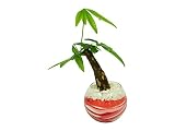花市場直送便 パキラ(カラーサンド植え) バブルボール10cm ピンク/赤