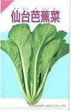【種子】仙台芭蕉菜 20ml