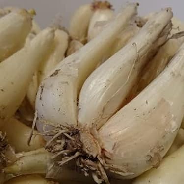 Amazon.co.jp 人気ギフトランキング: らっきょう で、ギフトの