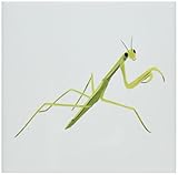 CherylsArt昆虫 – 緑のペイントPraying Mantis – タイル 6-Inch-Ceramic ct_165772_2