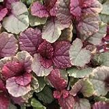 【多年草】【耐寒性】 　アジュガ　バーガンディグロー　 2株セット　 【イングリッシュガーデン】【グランドカバー】