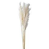 大地農園 ドライフラワー 白 約75cm プルームリード DO051320-011 5本入
