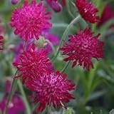 【多年草】　クナウティア　レッドチェリー　２株セット　【イングリッシュガーデン】