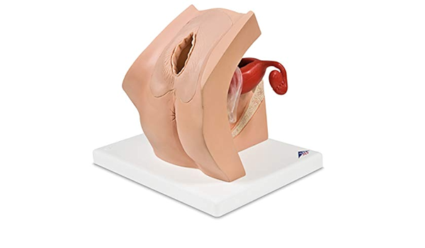 Amazon 子宮内避妊器具 Iud やペッサリーなどの説明に適した模型 女性用避妊具 失禁防止具説明モデル 3b Scientific 3b Scientific 人体模型