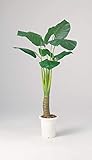 LION 人工植物　AS-KI15 品番57612