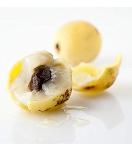 Amazon.co.jp: アルソミトラの種(フライングシード)2枚 : DIY・工具