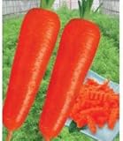 Carrot Seed handsome red organic vegetable seeds 20seed