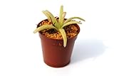 食虫植物 Pinguicula moｃtezumae x debbertiana(ピンギキュラ　モクテズマエ x デバーティアナ)GS
