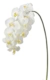 asca 造花 コチョウラン×10 花径8~11cm ホワイト A-32729-001