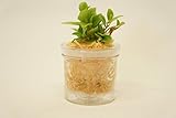 【業界初!!!!　純国産ひのきを使用した観葉植物。お部屋に広がるひのきの香りで癒しの空間に。自動給水だからお世話が簡単です♪】　観葉植物　ハイドロカルチャー　自動給水器　ひのき