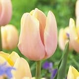 チューリップ　マンゴーチャーム　５球入