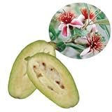 フェイジョアの苗木 マンモス