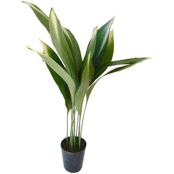 Amazon Co Jp ハラン 葉蘭 旭ハラン5号ポット 10株セット アケボノ はらん Diy 工具 ガーデン