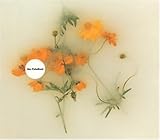 ���ɐ������