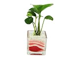 花市場直送便 ポトス(カラーサンド植え) ブロックM ピンク/赤