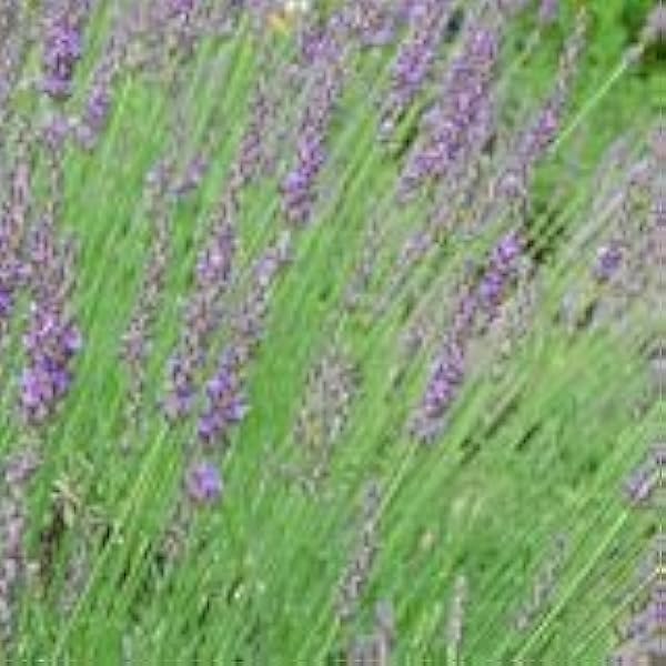 Amazon 多年草 耐寒性 ラベンダー グロッソ 2株セット イングリッシュガーデン ハーブ