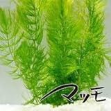 《めだか街道発送商品！！》無農薬マツモ３本（ ビオトープ水草マツモ３本）