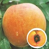 モモ(桃）：ゴールデンピーチ4～5号ポット[黄肉の晩生大玉品種][苗木] ノーブランド品