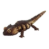 【アルマジロトカゲ（新色）】 いきもの大図鑑レプティ SELECTED EDITION