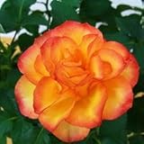 【生産農場直送】バラ苗 フォーエバーローズ エストリル 4号鉢 花・蕾付きポットローズ