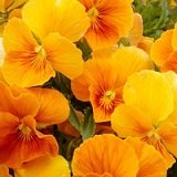 【花壇】 パンジー　ハニー　オレンジシェード　3株セット　【コンテナガーデン】