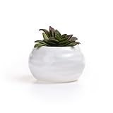 T4U 9CM 陶器鉢 白 菱形パターン 多肉植物 サボテン鉢 フラワーポット プランター容器