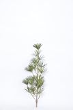 花木屋 高野槙 こうやまき コウヤマキ の 芯 80cm 7月下旬からの発送です