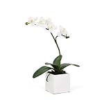 Torre & Tagus 1684-100000 16-Inch Orchid Potted Single Stem, White by Torre & Tagus