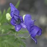 アポイトリカブト ( ヒダカトリカブト )