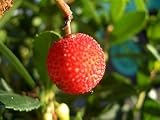 ■掘り出しもの■赤花ヒメイチゴノキ(ストロベリーツリー)根巻き特大苗 庭木 常緑樹 低木 低木