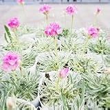 【耐寒性】【多年草】　斑入り　アルメリア　シャルムルビー 【コンテナガーデン】