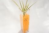 【お世話簡単!土を使っていないから衛生的でおしゃれな観葉植物】 ハイドロカルチャー オアシス苗 角ロング ゼリーボール オレンジ