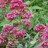 【耐寒性】【宿根草】　セントランサス　コッキネウス　2株セット　【イングリッシュガーデン】