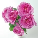 バラ苗 つきよみ 国産大苗6号スリット鉢 四季咲き大輪 ハイブリッドティー(HT) ピンク系