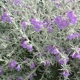 【常緑低木】　エレモフィラ ニベア　3号　2株セット　　【カラーリーフ】