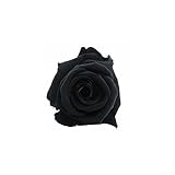 florever　フロールエバー　フレッシュルックメディアナローズ　ミッドナイトブラック　8輪　Φ4～5cm　 プリザーブドフラワー　Mediana Rose　Midnight Black