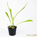 プンタレッラ 【苗】 ９ ｃｍ ポット ＜当店は 苗 種 鉢 培養土 ニーム の専門店＞