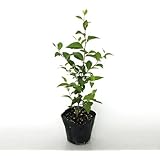 【20本セット】エゴノキ 樹高0.5m前後 10.5cmポット えごのき 白い清楚な花が 枝いっぱいに咲く木 苗 植木 苗木 庭 生垣 山林苗 目隠し